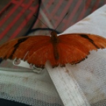 check out the imperfections on the wings. could be an elderly butterfly.